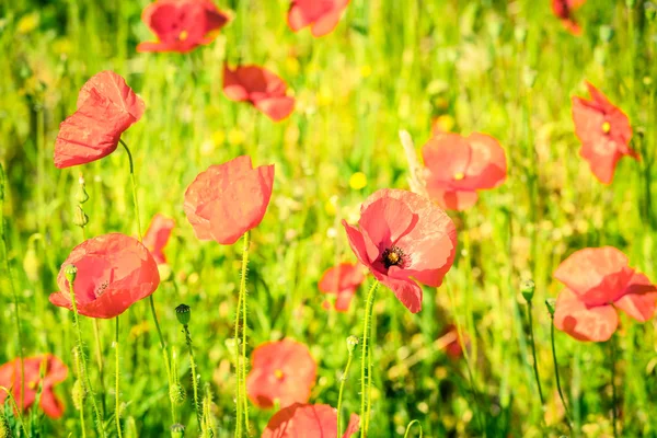 Rote Mohnblumen auf der Wiese — Stockfoto