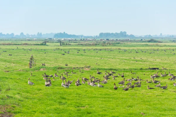 Gansos salvajes en el prado — Foto de Stock