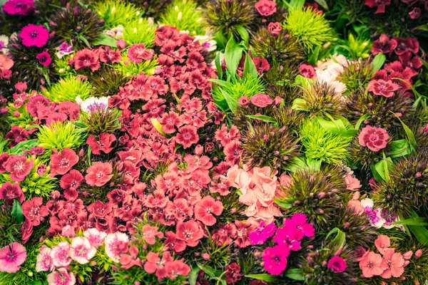 Nelkenblüten auf dem Markt — Stockfoto