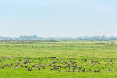 Yaban kazları yiyecek bir sürü 
