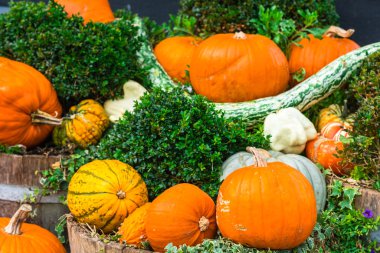 Bir dekorasyon olarak turuncu kabak