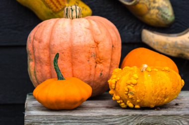 Bir dekorasyon olarak turuncu kabak