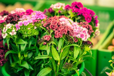 güzel karanfil çiçek