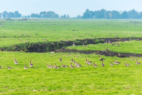 Muitos gansos selvagens à procura de comida — Fotografia de Stock