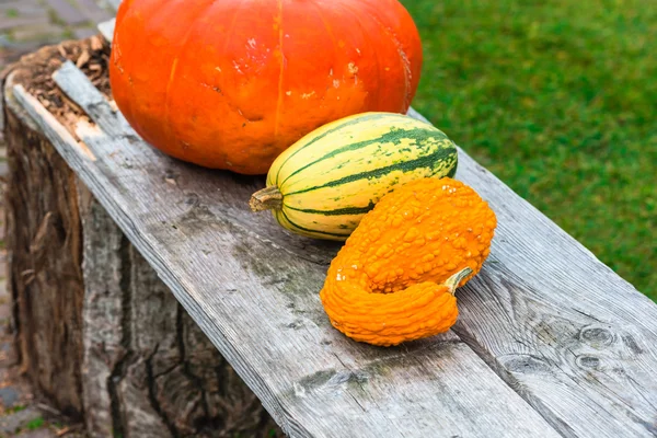 Oranje pompoenen als decoratie — Stockfoto