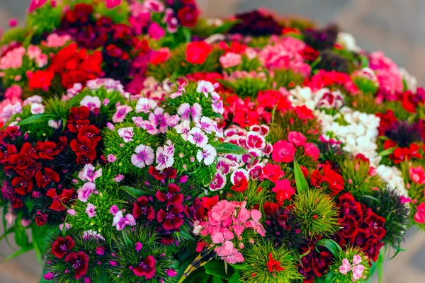 美しいカーネーションの花 — ストック写真