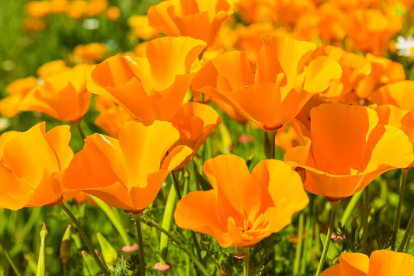 Orange poppies in a summer meadow — Stock Photo, Image