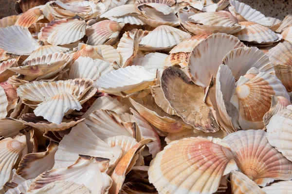 Montón de conchas de vieira — Foto de Stock