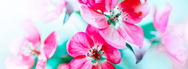 Vår Bakgrund Med Blommande Ljusa Rosa Äppelträd Blommor Vacker Naturscen — Stockfoto