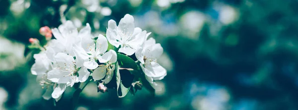 Frühling Hintergrund Mit Blühenden Weißen Apfelbaumblüten Schöne Naturszene Mit Sonnenlicht — Stockfoto