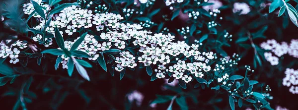 Σκούρο Moody Floral Σκηνικό Λευκά Λουλούδια Από Ανθισμένα Κλαδιά Spiraea — Φωτογραφία Αρχείου