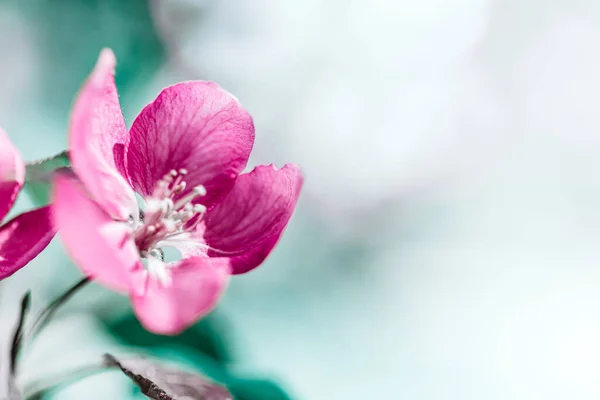 Άνοιξη Φόντο Ανθισμένα Φωτεινά Ροζ Λουλούδια Μηλιά Όμορφη Φύση Σκηνή — Φωτογραφία Αρχείου