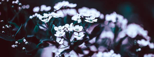 Mörk Moody Blommig Bakgrund Med Vita Blommor Blommande Spiraea Grenar — Stockfoto