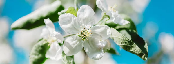 Våren Bakgrund Med Blommande Vita Äppelträd Blommor Vacker Naturscen Med — Stockfoto