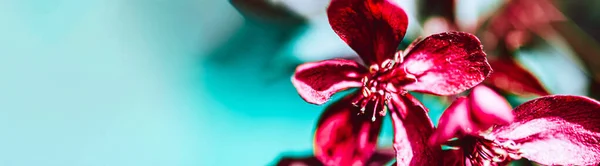 Весняний Фон Квітучими Яскраво Рожевими Квітками Яблуні Прекрасна Сцена Природи — стокове фото