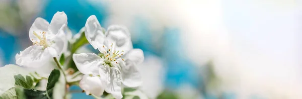 Voorjaar Achtergrond Met Bloeiende Witte Appelboom Bloemen Prachtige Natuur Met — Stockfoto