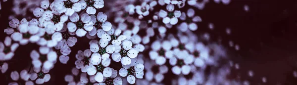 Темно Капризный Цветочный Задник Белыми Цветками Цветущих Веток Спиреи Саду — стоковое фото