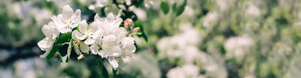 白いリンゴの木の花が咲く春の背景 太陽の光で美しい自然シーン オーチャード抽象的なぼやけた春の背景 晴れた日にイースター トンでフィルターした写真 ロイヤリティフリーのストック写真