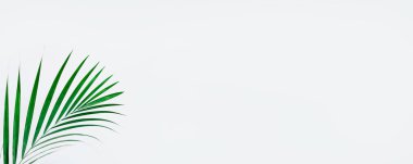 Asgari doğal arka plan ve yeşil bitkiler. Beyaz arka planda yeşil yapraklar. Ev işleri konsepti. Havadar ışık tarzında kapalı bir bahçe