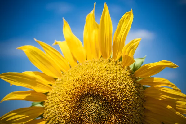 Zonnebloemen veld. heldere blauwe hemel — Stockfoto