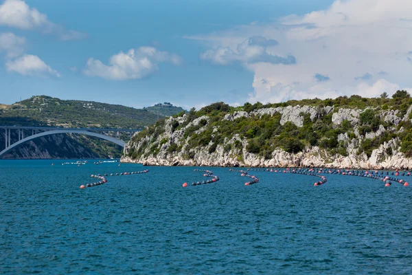 Mexilhões crescendo no mar Adriático, Croácia — Fotografia de Stock