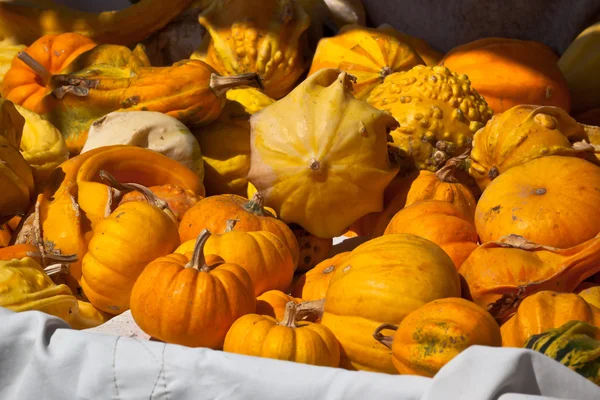 Oranje en gele pompoenen in een markt — Stockfoto