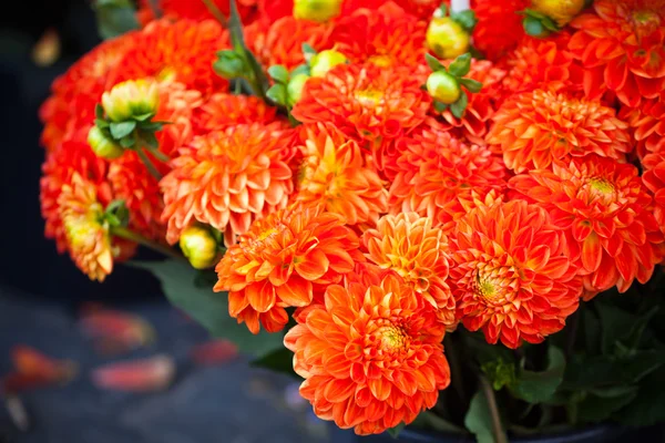 Mooi oranje Dahlia's bloemen — Stockfoto