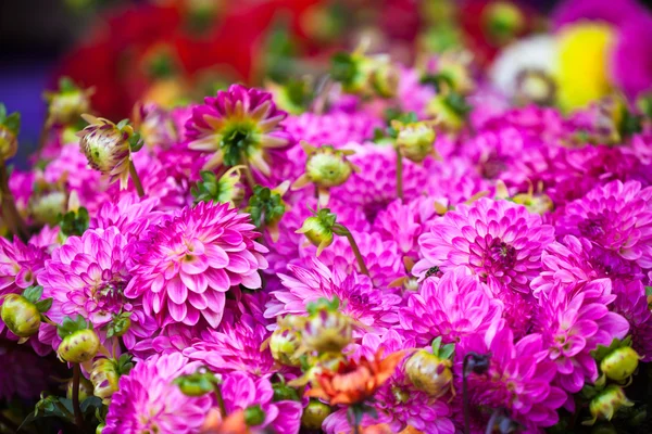 Gyönyörű rózsaszín dáliák virágok — Stock Fotó