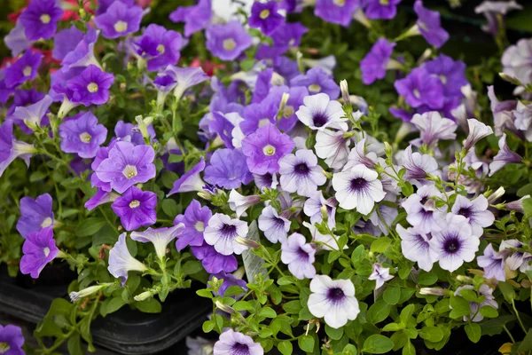 Violeta Petunia Flores plántulas — Foto de Stock