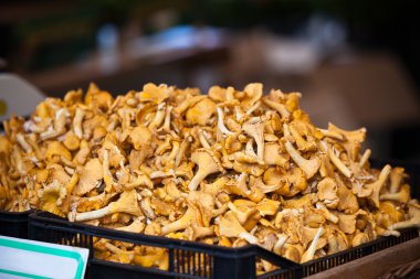 bir pazarda satan chanterelles