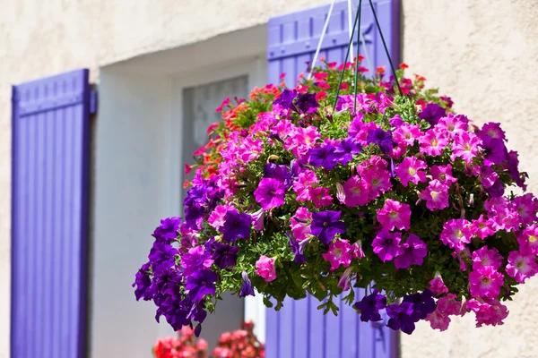 Яркие цветы петунии на фоне стены дома — стоковое фото