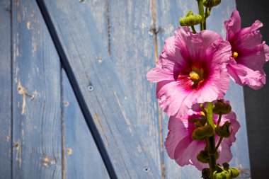 Beautiful pink hollyhock flower against blue wooden planks backg clipart