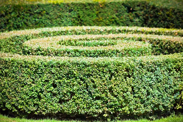 Labirinto verde della siepe — Foto Stock