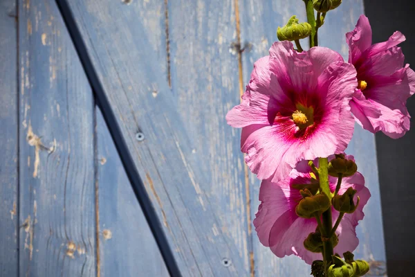 青い木製の板の背景に隠れてに対して美しいピンク葵花 — ストック写真