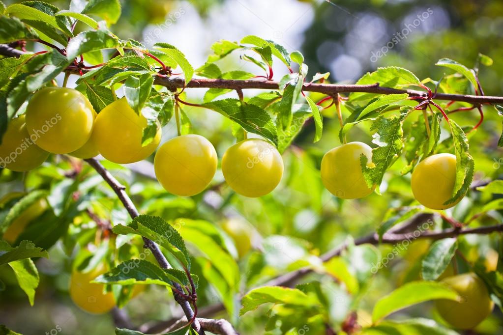 Ripe yellow plum tree branches — Stock Photo © dvoevnore 54238515