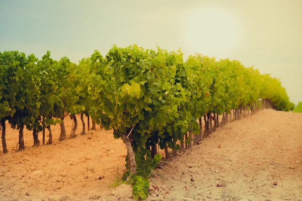 Campo de vinha no sul da França — Fotografia de Stock