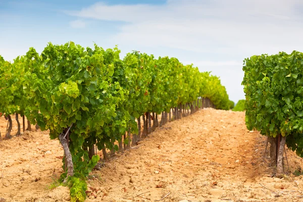 Paisagem de campo de vinha — Fotografia de Stock