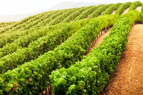 Zmniejszając wierszy pola winnicy w południowej Francji — Zdjęcie stockowe