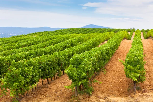 Fileiras decrescentes de Vineyard Field no sul da França — Fotografia de Stock