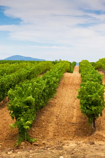 Diminishing rows of Vineyard Field in Southern France — Stock Photo, Image
