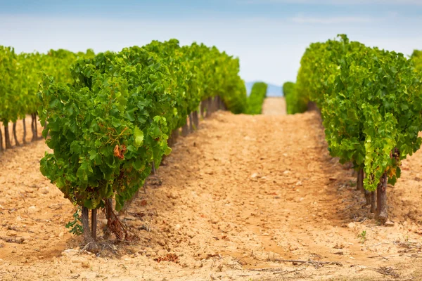 Campo de viñedos en el sur de Francia — Foto de Stock