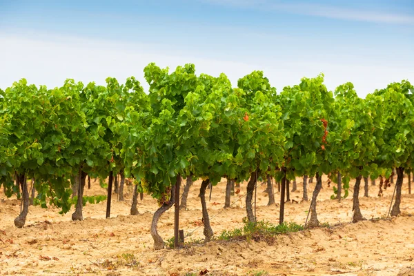 Fileiras de Vineyard Field no sul da França — Fotografia de Stock