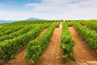 Bağ alanı, Güney Fransa'da satırları azalan