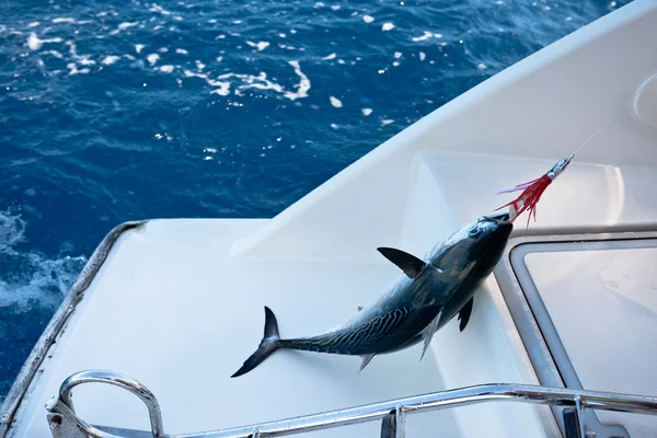 フックの上の魚 — ストック写真