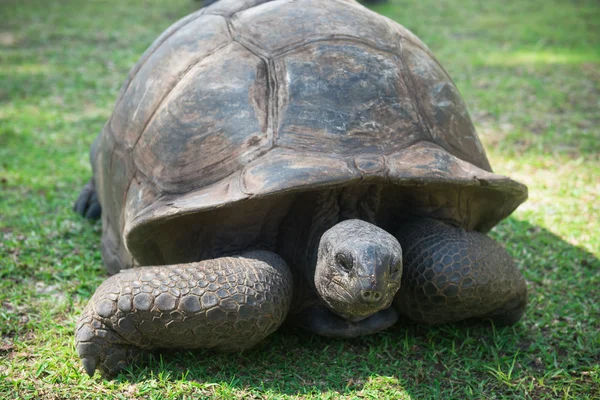 Aldabran seychelles giant tortoise — Stock Photo, Image