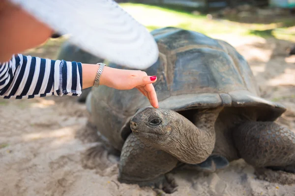 Aldabran seychelles giant tortoise — Stock Photo, Image
