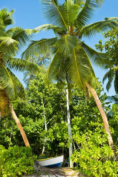 Magas pálmák, trópusi tengerparti strandon, Mahe-sziget Seychelle-szigetek — Stock Fotó