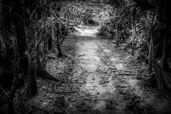 El camino misterioso arroja el bosque —  Fotos de Stock