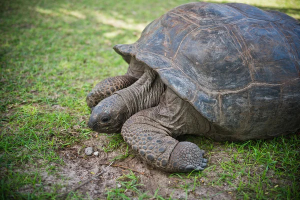 Гигантская черепаха Альдабрана — стоковое фото