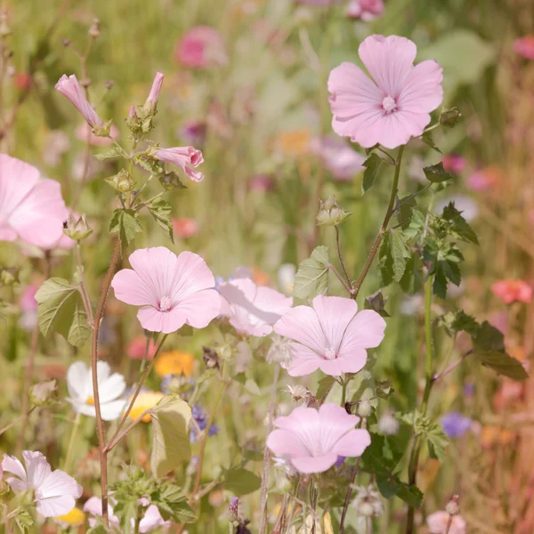 Motley grass — Stock Photo, Image